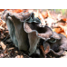 Мицелий Лисички серой / Вороночник рожковидный (Craterellus cornukopioides) Мицелий Лисички серой / Вороночник рожковидный (Craterellus cornukopioides)